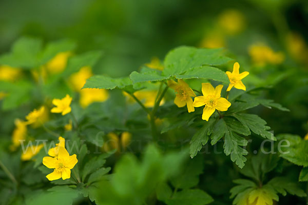 Gelbes Windröschen (Anemone ranunculoides)