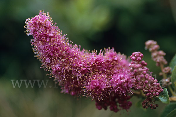 Gelbfilziger Spierstrauch (Spiraea tomentosa)