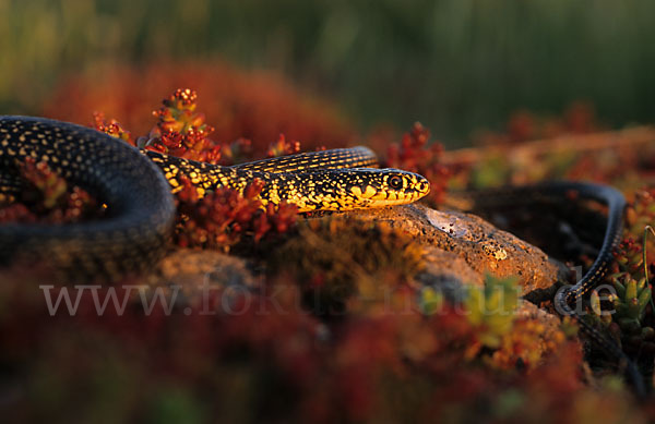 Gelbgrüne Zornnatter (Hierophis viridiflavus)