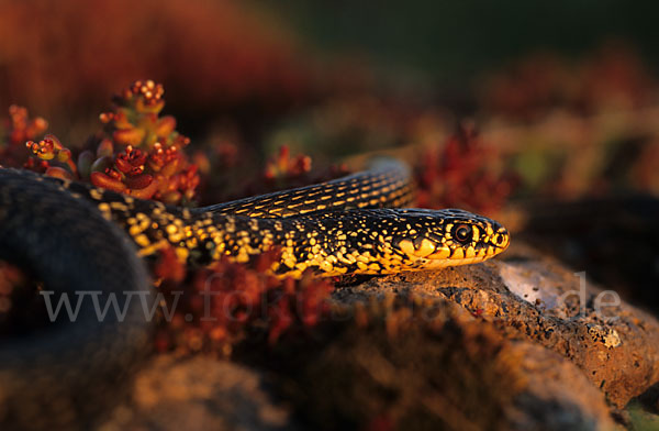 Gelbgrüne Zornnatter (Hierophis viridiflavus)