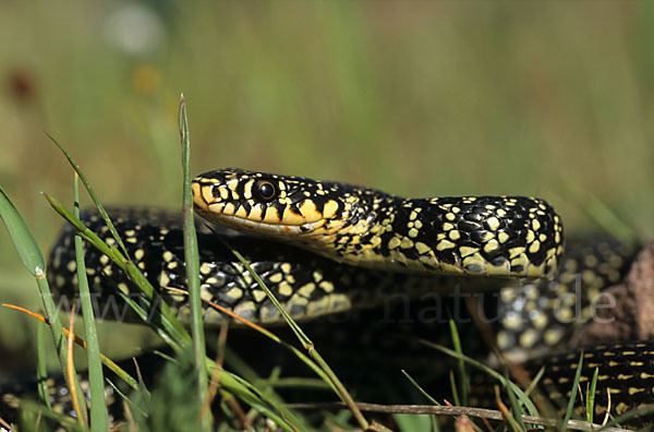 Gelbgrüne Zornnatter (Hierophis viridiflavus)