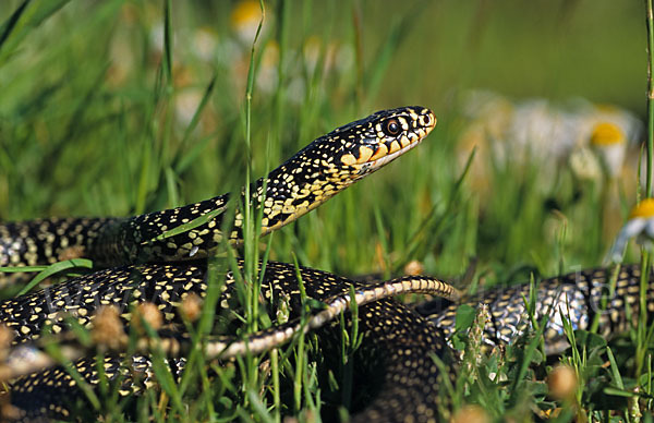 Gelbgrüne Zornnatter (Hierophis viridiflavus)