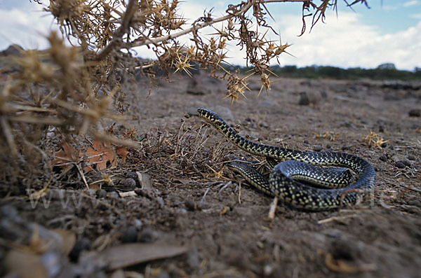 Gelbgrüne Zornnatter (Hierophis viridiflavus)