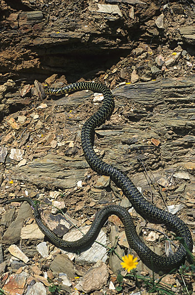 Gelbgrüne Zornnatter (Hierophis viridiflavus)