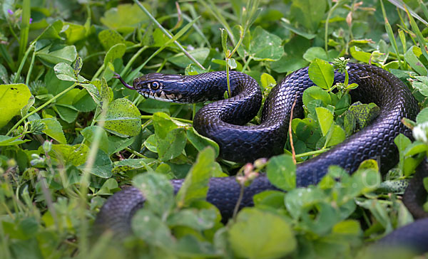 Gelbgrüne Zornnatter (Hierophis viridiflavus)