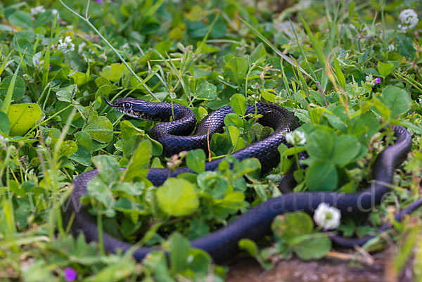 Gelbgrüne Zornnatter (Hierophis viridiflavus)