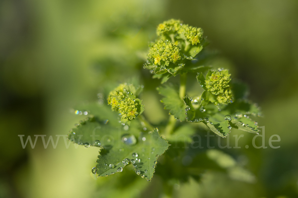 Gelbgrüner Frauenmantel (Alchemilla xanthochlora)