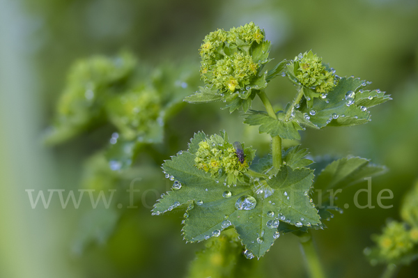 Gelbgrüner Frauenmantel (Alchemilla xanthochlora)