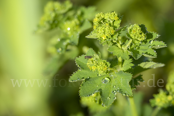 Gelbgrüner Frauenmantel (Alchemilla xanthochlora)