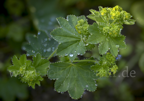 Gelbgrüner Frauenmantel (Alchemilla xanthochlora)