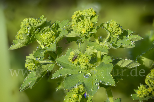 Gelbgrüner Frauenmantel (Alchemilla xanthochlora)