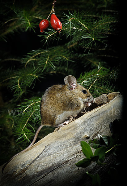 Gelbhalsmaus (Apodemus flavicollis)