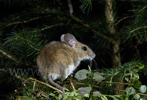 Gelbhalsmaus (Apodemus flavicollis)