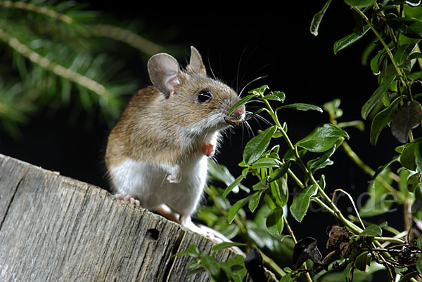 Gelbhalsmaus (Apodemus flavicollis)