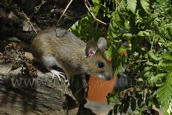 Gelbhalsmaus (Apodemus flavicollis)