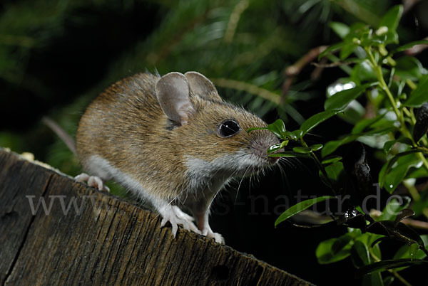 Gelbhalsmaus (Apodemus flavicollis)