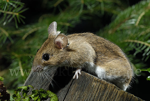 Gelbhalsmaus (Apodemus flavicollis)