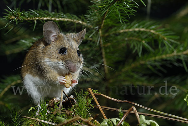 Gelbhalsmaus (Apodemus flavicollis)