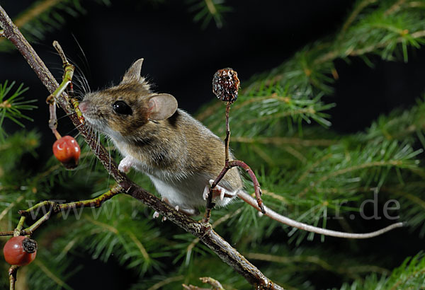 Gelbhalsmaus (Apodemus flavicollis)