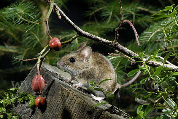 Gelbhalsmaus (Apodemus flavicollis)