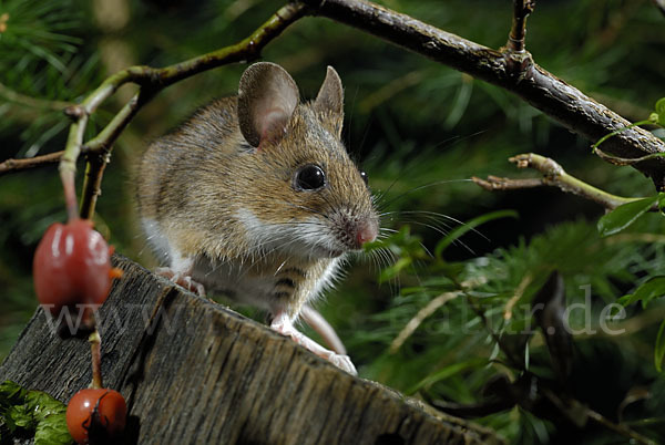 Gelbhalsmaus (Apodemus flavicollis)