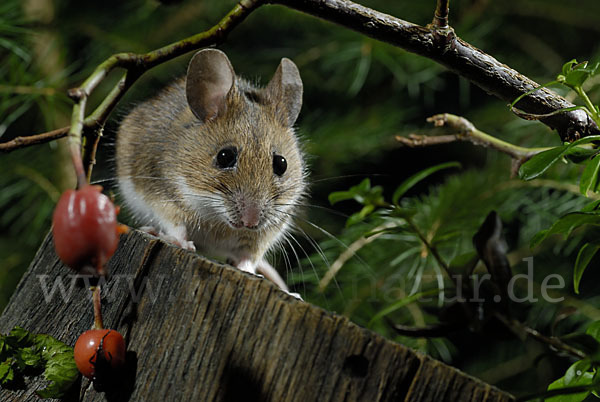 Gelbhalsmaus (Apodemus flavicollis)