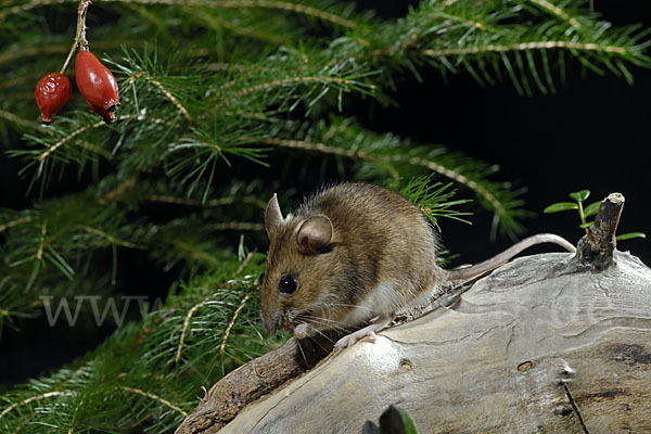 Gelbhalsmaus (Apodemus flavicollis)