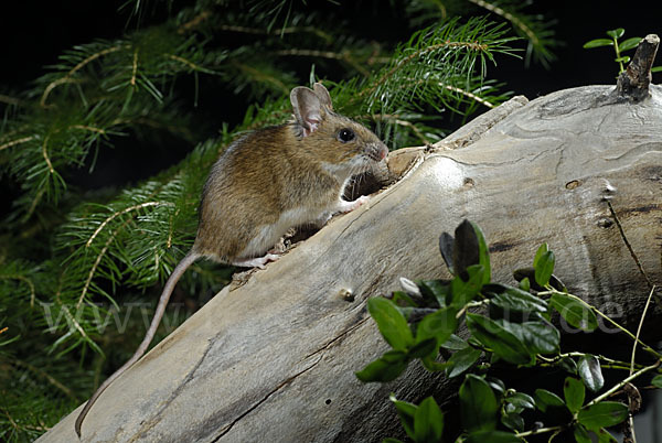 Gelbhalsmaus (Apodemus flavicollis)