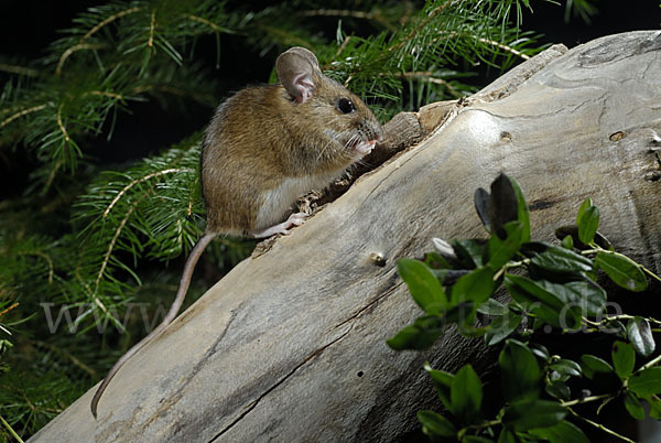 Gelbhalsmaus (Apodemus flavicollis)