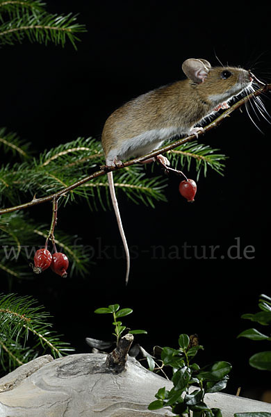 Gelbhalsmaus (Apodemus flavicollis)