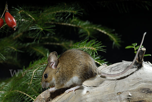 Gelbhalsmaus (Apodemus flavicollis)