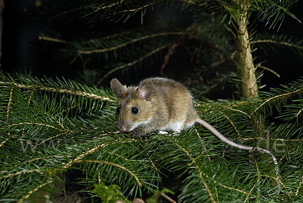 Gelbhalsmaus (Apodemus flavicollis)