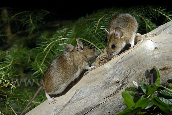 Gelbhalsmaus (Apodemus flavicollis)