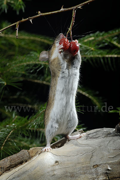 Gelbhalsmaus (Apodemus flavicollis)