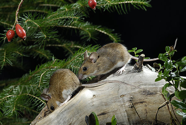 Gelbhalsmaus (Apodemus flavicollis)