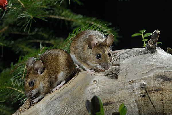 Gelbhalsmaus (Apodemus flavicollis)