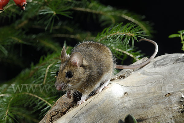 Gelbhalsmaus (Apodemus flavicollis)