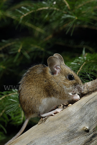 Gelbhalsmaus (Apodemus flavicollis)