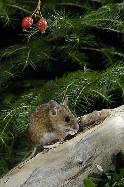 Gelbhalsmaus (Apodemus flavicollis)