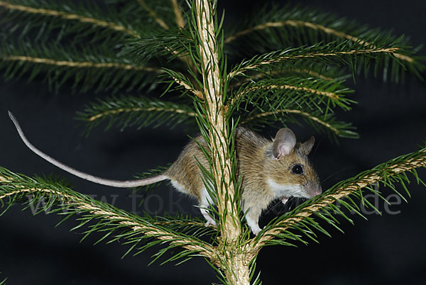 Gelbhalsmaus (Apodemus flavicollis)