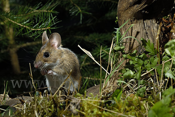 Gelbhalsmaus (Apodemus flavicollis)