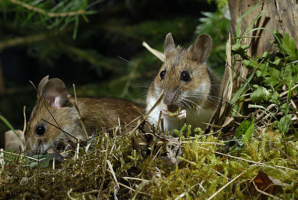 Gelbhalsmaus (Apodemus flavicollis)