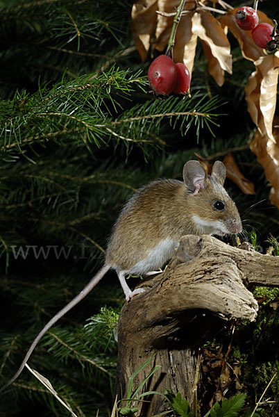 Gelbhalsmaus (Apodemus flavicollis)