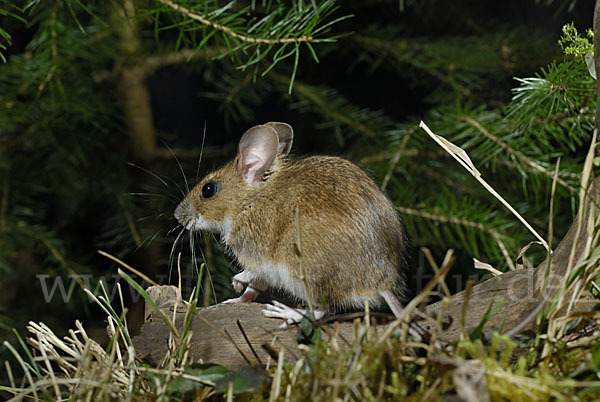 Gelbhalsmaus (Apodemus flavicollis)