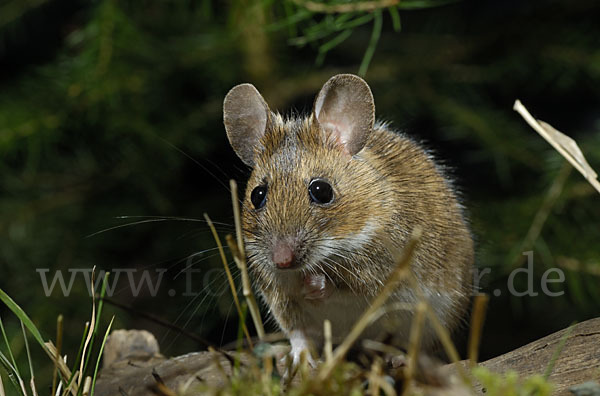 Gelbhalsmaus (Apodemus flavicollis)