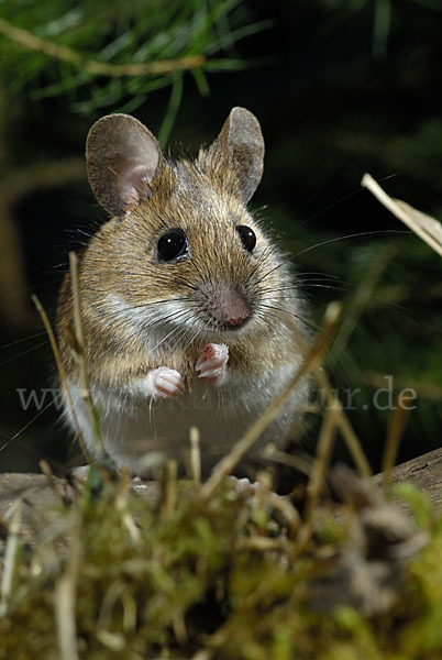 Gelbhalsmaus (Apodemus flavicollis)