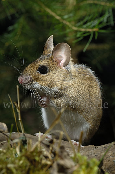 Gelbhalsmaus (Apodemus flavicollis)