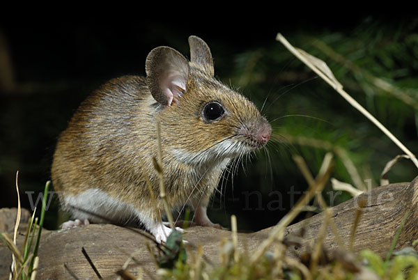 Gelbhalsmaus (Apodemus flavicollis)