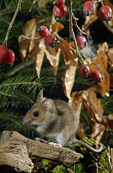 Gelbhalsmaus (Apodemus flavicollis)