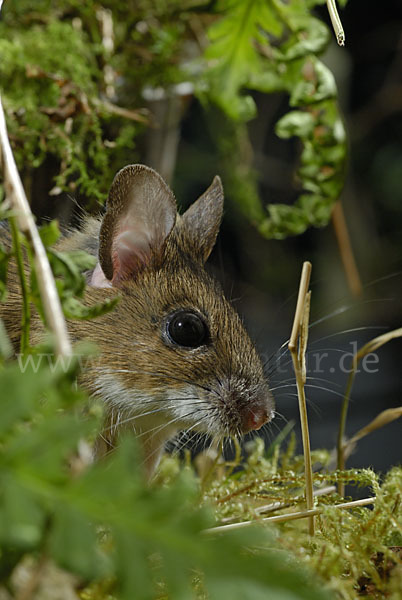 Gelbhalsmaus (Apodemus flavicollis)